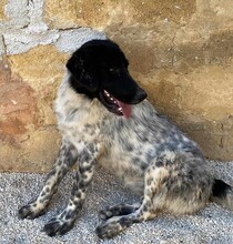 DOSSENA, Hund, Mischlingshund in Weilburg - Bild 26