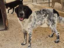 DOSSENA, Hund, Mischlingshund in Weilburg - Bild 27