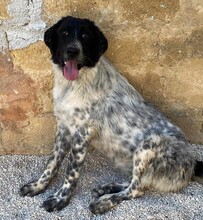 DOSSENA, Hund, Mischlingshund in Weilburg - Bild 29