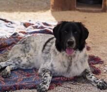 DOSSENA, Hund, Mischlingshund in Weilburg - Bild 3
