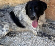 DOSSENA, Hund, Mischlingshund in Weilburg - Bild 31
