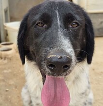 DOSSENA, Hund, Mischlingshund in Weilburg - Bild 34