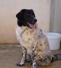 DOSSENA, Hund, Mischlingshund in Weilburg - Bild 4