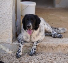 DOSSENA, Hund, Mischlingshund in Weilburg - Bild 5