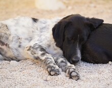 DOSSENA, Hund, Mischlingshund in Weilburg - Bild 6