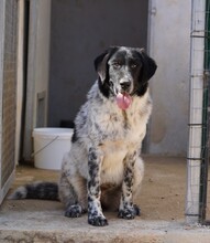 DOSSENA, Hund, Mischlingshund in Weilburg - Bild 7