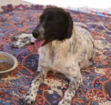 DOSSENA, Hund, Mischlingshund in Weilburg - Bild 8
