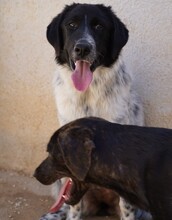 DOSSENA, Hund, Mischlingshund in Weilburg - Bild 9