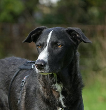 ANDY, Hund, Galgo Español-Mix in Gronau