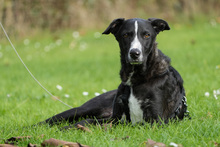 ANDY, Hund, Galgo Español-Mix in Laatzen - Bild 2