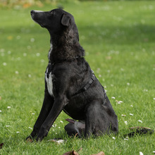 ANDY, Hund, Galgo Español-Mix in Laatzen - Bild 4