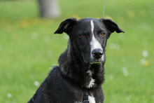 ANDY, Hund, Galgo Español-Mix in Laatzen - Bild 5