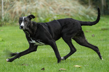 ANDY, Hund, Galgo Español-Mix in Laatzen - Bild 6