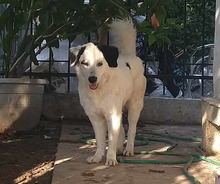 BIBBI, Hund, Herdenschutzhund-Mix in Griechenland - Bild 5