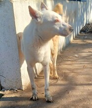 ELENI, Hund, Alopekis-Mix in Griechenland - Bild 5