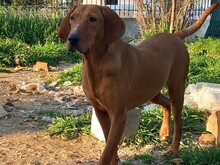 GINGER, Hund, Magyar Vizsla-Mix in Griechenland - Bild 3