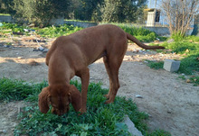 GINGER, Hund, Magyar Vizsla-Mix in Griechenland - Bild 4