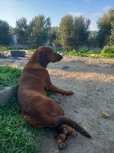 GINGER, Hund, Magyar Vizsla-Mix in Griechenland - Bild 5