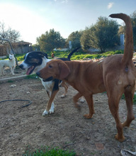 GINGER, Hund, Magyar Vizsla-Mix in Griechenland - Bild 6