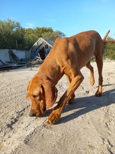 GINGER, Hund, Magyar Vizsla-Mix in Griechenland - Bild 7