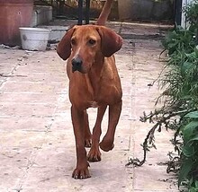 GINGER, Hund, Mischlingshund in Griechenland - Bild 1