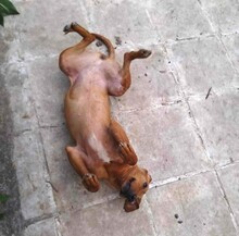 GINGER, Hund, Mischlingshund in Griechenland - Bild 2