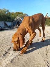 GINGER, Hund, Mischlingshund in Griechenland - Bild 7
