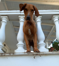 GINGER, Hund, Mischlingshund in Griechenland - Bild 8