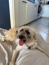 JANA, Hund, Mischlingshund in Darmstadt - Bild 21
