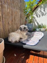 JANA, Hund, Mischlingshund in Darmstadt - Bild 22