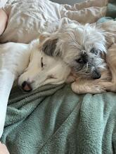 JANA, Hund, Mischlingshund in Darmstadt - Bild 23