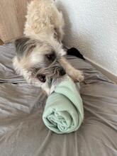 JANA, Hund, Mischlingshund in Darmstadt - Bild 24