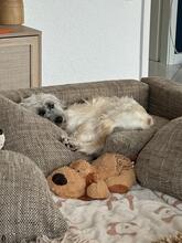 JANA, Hund, Mischlingshund in Darmstadt - Bild 25