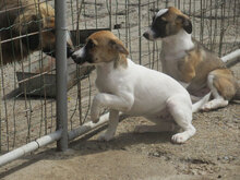 ROXANE, Hund, Mischlingshund in Bulgarien - Bild 11