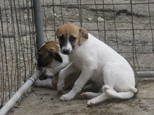 ROXANE, Hund, Mischlingshund in Bulgarien - Bild 12