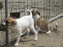 ROXANE, Hund, Mischlingshund in Bulgarien - Bild 13