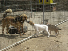 ROXANE, Hund, Mischlingshund in Bulgarien - Bild 14