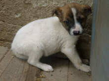 ROXANE, Hund, Mischlingshund in Bulgarien - Bild 15