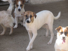 ROXANE, Hund, Mischlingshund in Bulgarien - Bild 2