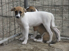 ROXANE, Hund, Mischlingshund in Bulgarien - Bild 3