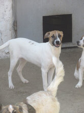 ROXANE, Hund, Mischlingshund in Bulgarien - Bild 4