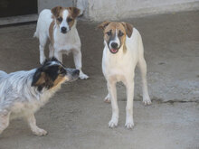 ROXANE, Hund, Mischlingshund in Bulgarien - Bild 5