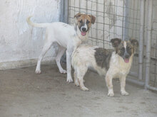 ROXANE, Hund, Mischlingshund in Bulgarien - Bild 6