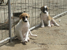 ROXANE, Hund, Mischlingshund in Bulgarien - Bild 8