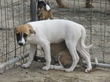 ROXANE, Hund, Mischlingshund in Bulgarien - Bild 9