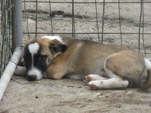 ROXY, Hund, Mischlingshund in Bulgarien - Bild 1