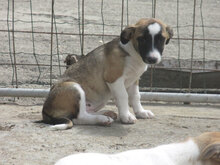 ROXY, Hund, Mischlingshund in Bulgarien - Bild 10