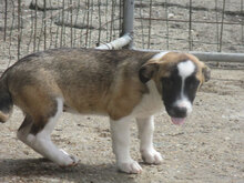 ROXY, Hund, Mischlingshund in Bulgarien - Bild 11