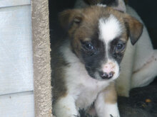 ROXY, Hund, Mischlingshund in Bulgarien - Bild 13