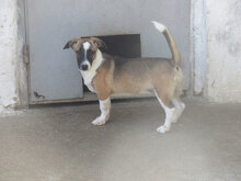 ROXY, Hund, Mischlingshund in Bulgarien - Bild 5